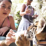 Tiger Petting